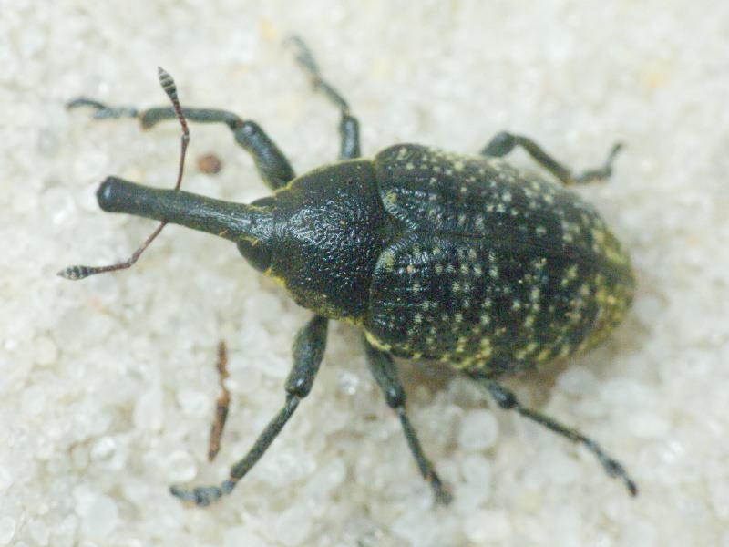 Larinus (Phyllonomeus) sturnus (Schaller, 1873)